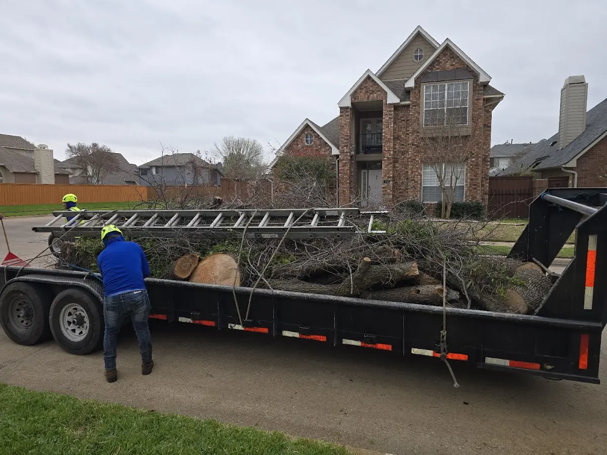 Expert Tree Removal with proper safety equipment in Tatum